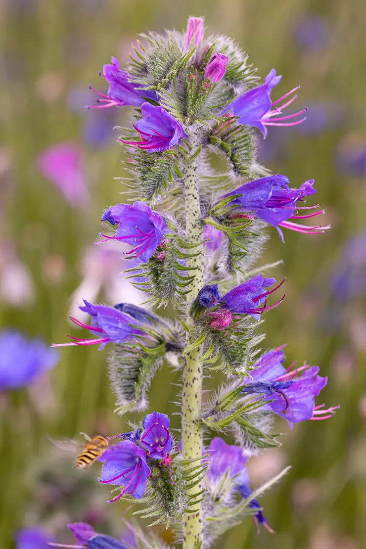 Gemeiner Natterkopf (Echium vulgare)